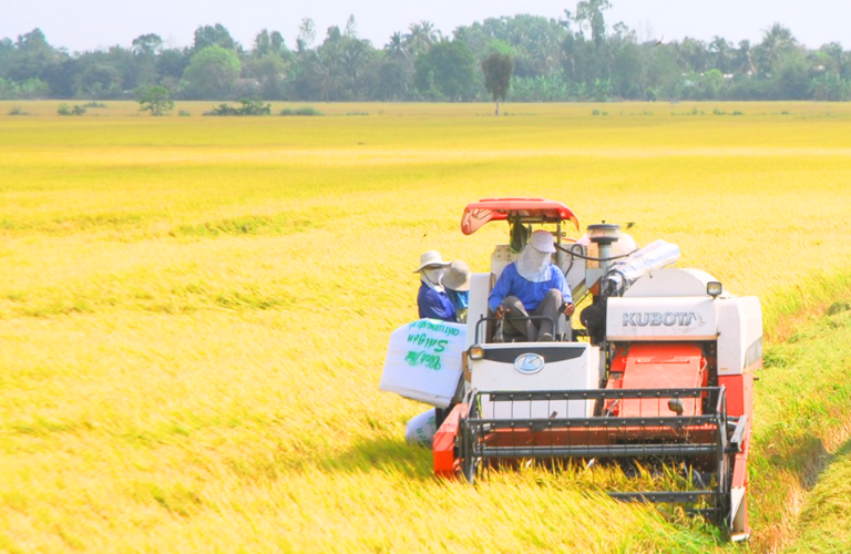 Gạo là một trong những loại nông sản chủ lực tại Cần Thơ